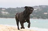 CANE CORSO 590
